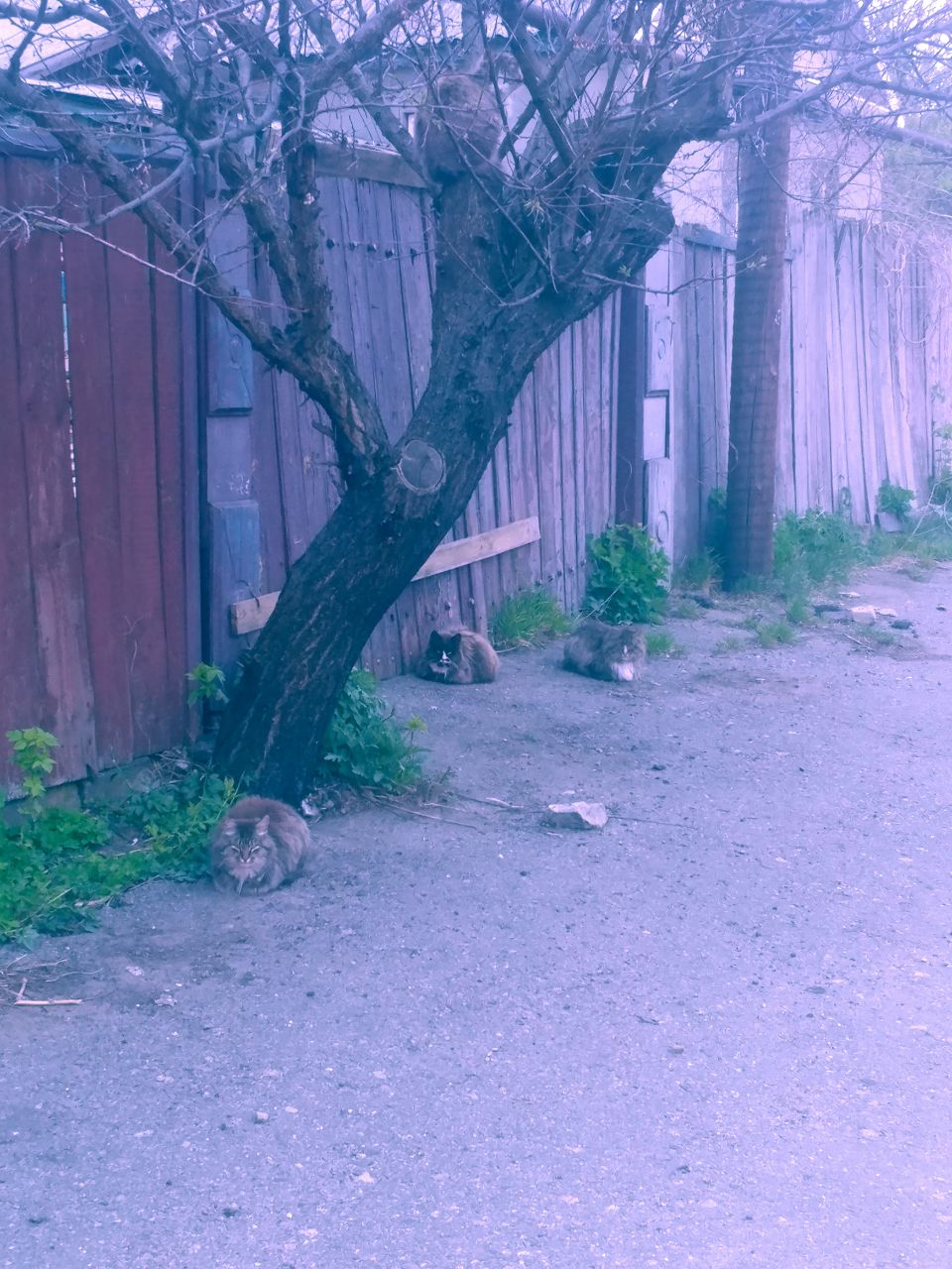 котики